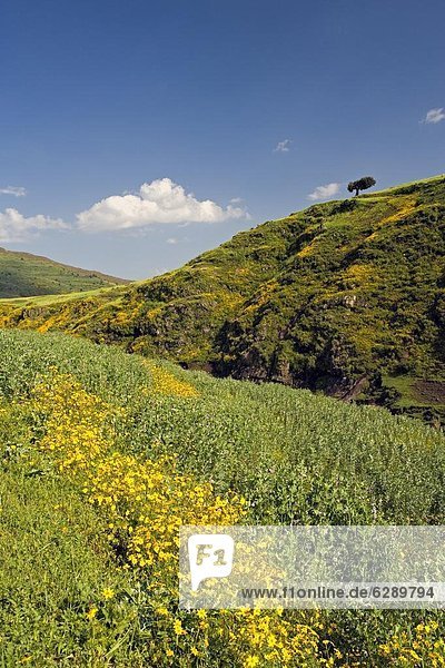 Lush green hills and yellow Meskel flowers  Simien Mountains National Park  The north  Ethiopia  Africa