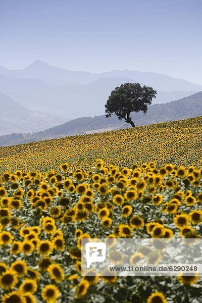 Sunflowers  near Ronda  Andalucia (Andalusia)  Spain  Europe