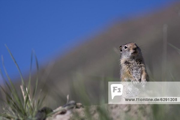 Ground squirrel  Jackson Hole  Wyoming  United States of America  North America