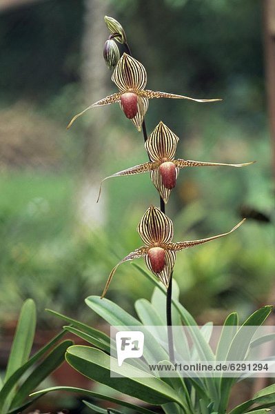 hoch  oben  nahe  Blume  bizarr  Asien  Borneo  Orchidee