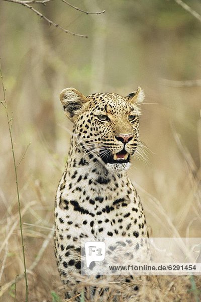 Südliches Afrika Südafrika Leopard Panthera pardus Kruger Nationalpark Afrika