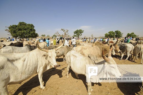 Animal market at Ngueniene  near Mbour  Senegal  West Africa  Africa