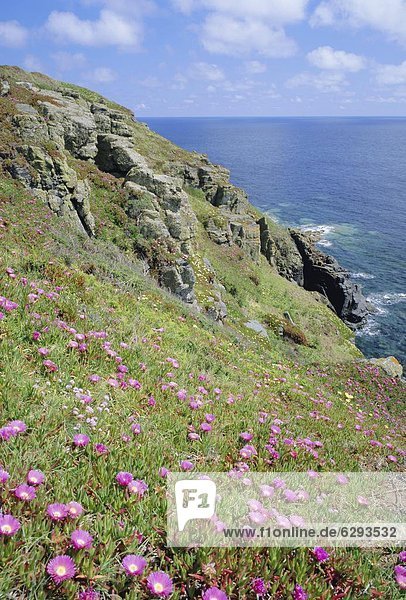 graben  gräbt  grabend  Blume  Großbritannien  über  Küste  Wachstum  Cornwall  England  Echse
