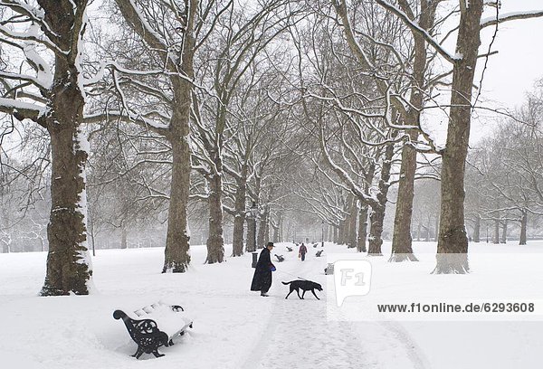 Snow covered trees in Green Park  London  England  United Kingdom  Europe