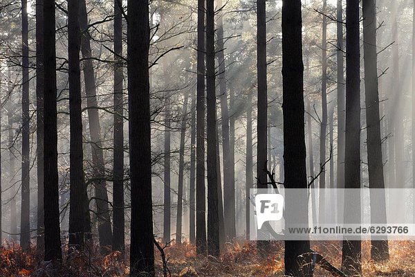 Europa Großbritannien Dunst Wald Holz Kiefer Pinus sylvestris Kiefern Föhren Pinie England Hampshire neu