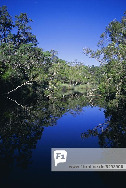 Everglades Nationalpark  Australien  Queensland