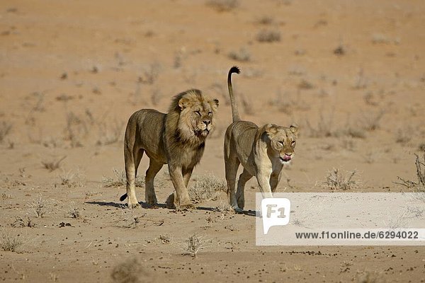Südliches Afrika Südafrika Raubkatze Löwe Panthera leo Paar Paare Nostalgie Kameradschaft Kalahari Afrika Löwe - Sternzeichen