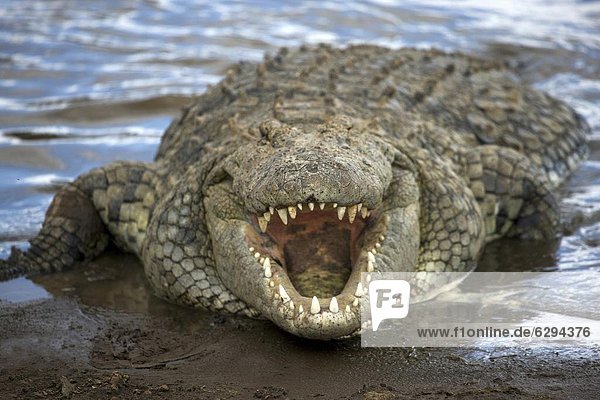 Ostafrika  Pampashase  Dolichotis patagonum  Wasserrand  offen  Fluss  Masai Mara National Reserve  Afrika  Krokodil  Kenia