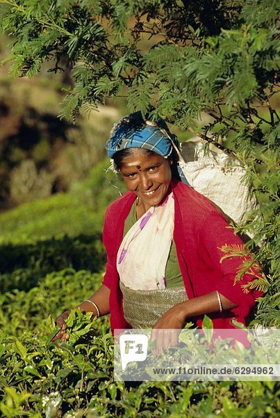 Woman plucking tea  Nuwara Eliya area  Sri Lanka