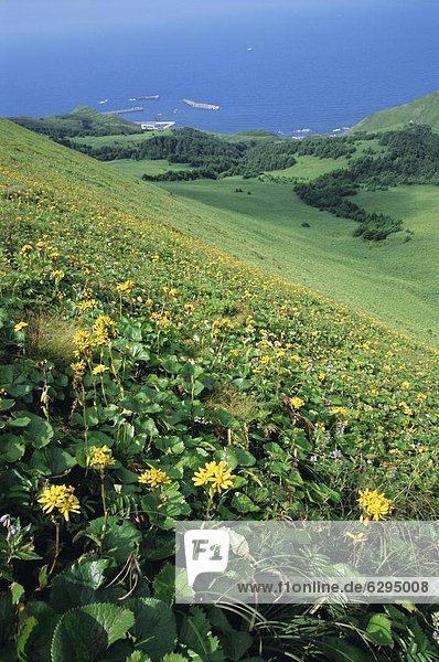 Berg  Blume  Küste  Insel  Hokkaido  Japan