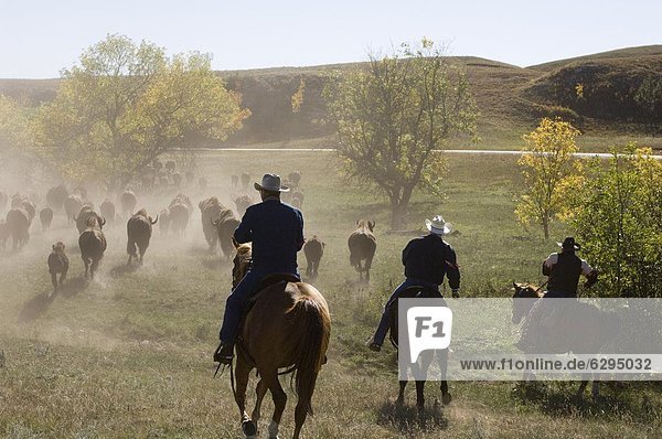 Cowboys pushing herd at Bison Roundup  Custer State Park  Black Hills  South Dakota  United States of America  North America