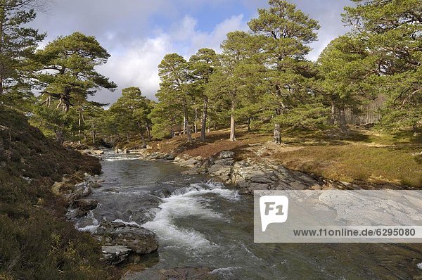 Wasser  Europa  Großbritannien  Wald  Kiefer  Pinus sylvestris  Kiefern  Föhren  Pinie  Aberdeenshire  Schottland
