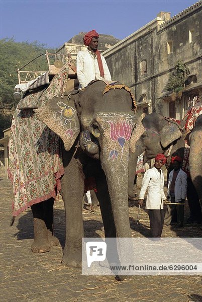 Elephant transport for tourists  Amber Palace  Jaipur  Rajasthan  India