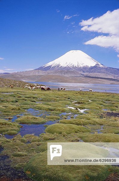 Chile  Andes  Lauca National Park  Lake Chungara And Volcan Parinacota  6300m
