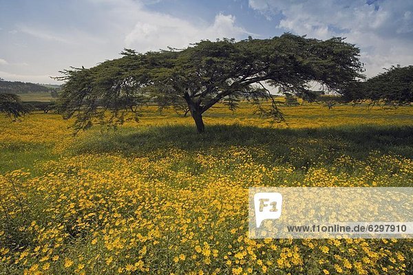 Acacia tree and yellow Meskel flowers in bloom after the rains  Green fertile fields  Ethiopian Highlands near the Simien mountains and Gonder  Ethiopia  Africa