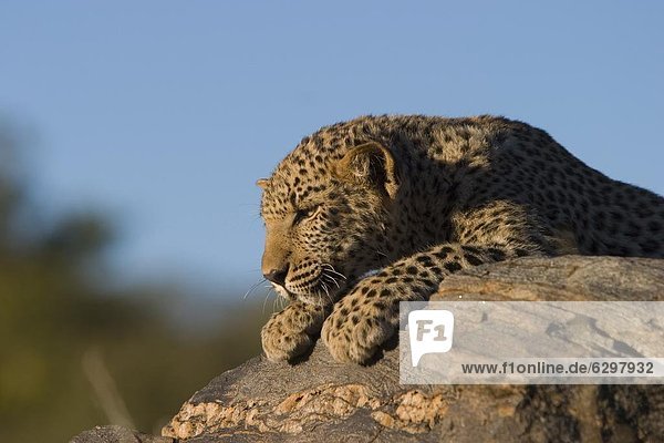 Windhuk  Windhoek  Hauptstadt  Leopard  Panthera pardus  Namibia  Afrika