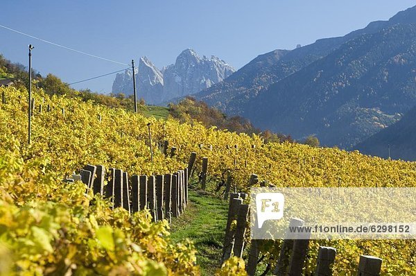 Europa  Weinberg  Dolomiten  Trentino Südtirol  Italien  val di funes