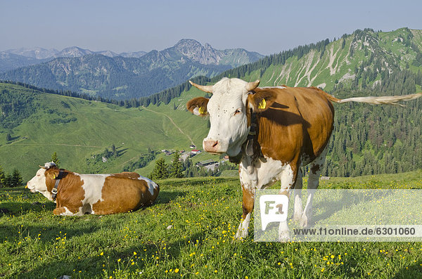 Kühe auf dem Hügel über der Oberen Firstalm  Schliersee-Spitzingsee  Bayern  Deutschland  Europa