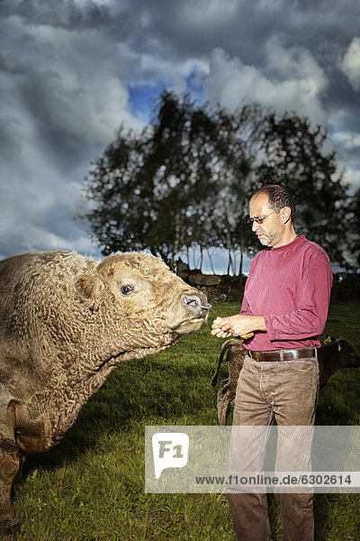 Mann füttert Gallowaybullen (Bos primigenius taurus)  Österreich  Europa