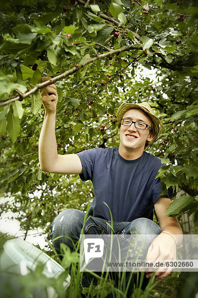 Young man harvesting cherries