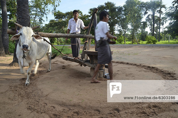 Two Burmese men in a Longyi or wrap-around skirt  and an ox which turns a simple stone mill for peanut oil production  Bagan  Pagan  Myanmar  Burma  Southeast Asia  Asia