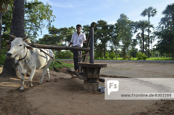 Burmese man in a Longyi or wrap-around skirt  and an ox which turns a simple stone mill for peanut oil production  Bagan  Pagan  Myanmar  Burma  Southeast Asia  Asia