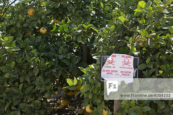 Ein Schild warnt vor der Anwendung des Pestizids Lorsban von Dow Chemical Company vertrieben in einem Orangenhain Woodlake Kalifornien USA