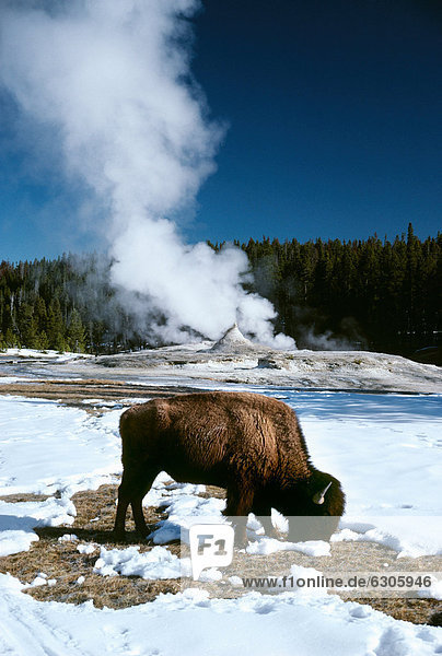 Vereinigte Staaten von Amerika USA Yellowstone Nationalpark Bison Wyoming
