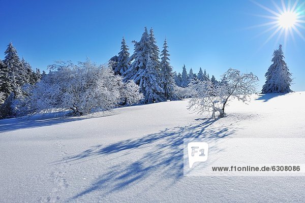 Nadelbaum  Winter  bedecken  Baum  Bayern  Deutschland  Schnee  Sonne