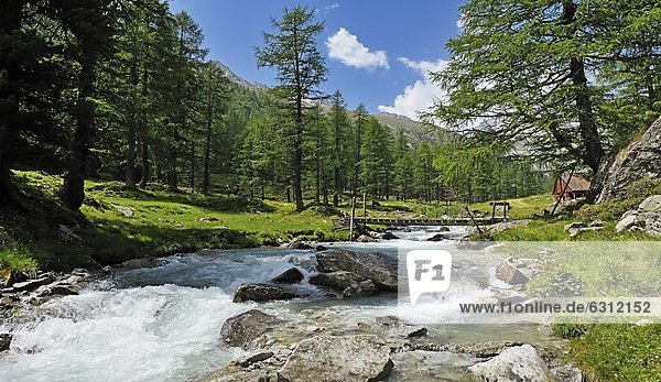 Fluss und Kiefern im Tal  Tirol  Österreich