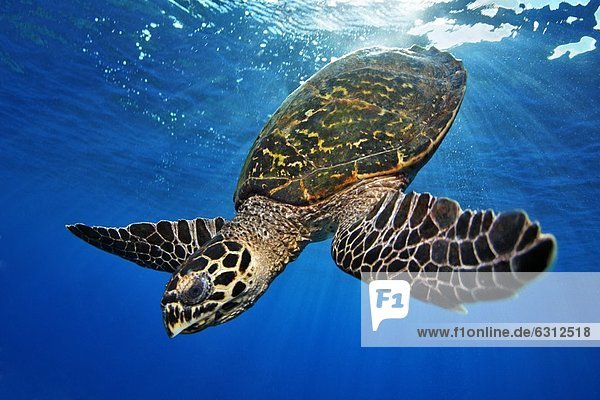 Hawksbill sea turtle (Eretmochelys imbricata)  near Father Reefs  Bismark Sea  Papua New Guineaunderwater shot