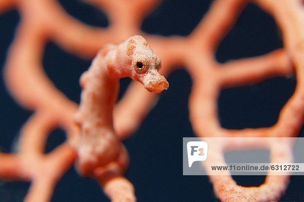 Denise-Zwergseepferdchen (Hippocampus denise) in einer Koralle  bei Lissenung Island  Kavieng  New Ireland  Papua-Neuguinea  Pazifik  Unterwasseraufnahme Unterwasseraufnahme