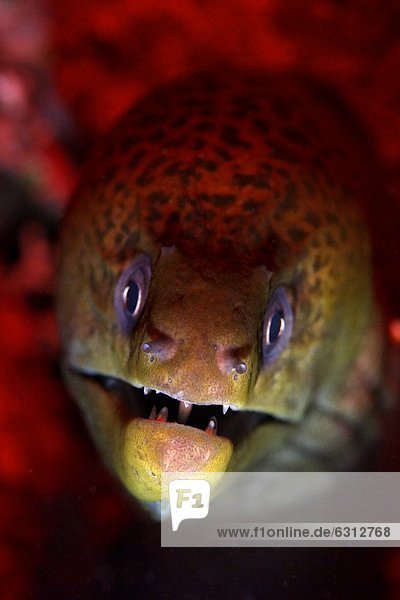 Riesenmuräne (Gymnothorax javanicus)  Kavieng  Neuirland  Papua-Neuguinea  Unterwasseraufnahme Unterwasseraufnahme