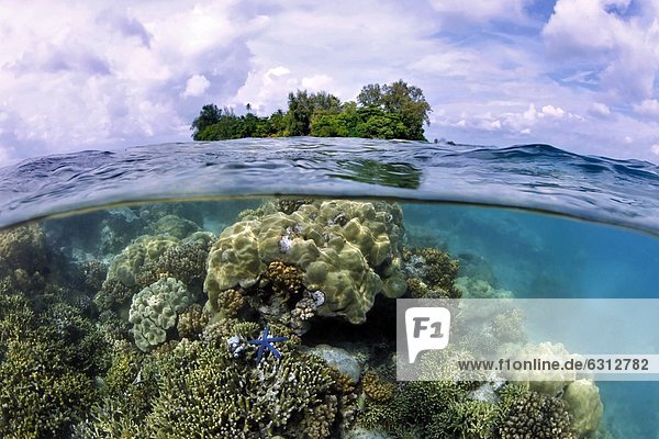 Steinkorallen  Seestern und Lissenung Island  Papua-Neuguines