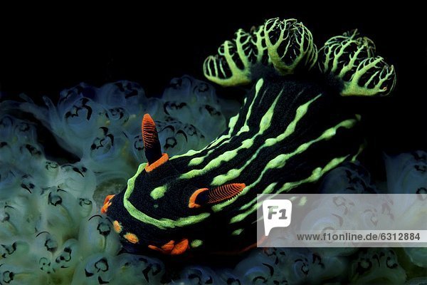 Meeresschnecke Nembrotha kubaryana auf Manteltieren  bei Dumaguete  Dauin  Philippinen  Pazifik  Unterwasseraufnahme