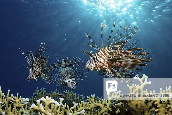 Drei Pazifische Rotfeuerfische (Pterois volitans) über Feuerkorallen  bei Marsa Alam  Ägypten  Rotes Meer  Unterwasseraufnahme Unterwasseraufnahme