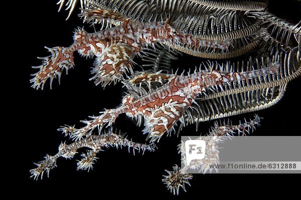 Vier Harlekin-Geisterpfeifenfische (Solenostomus paradoxus) an einer Koralle  bei Dumaguete  Dauin  Philippinen  Pazifik  Unterwasseraufnahme Unterwasseraufnahme