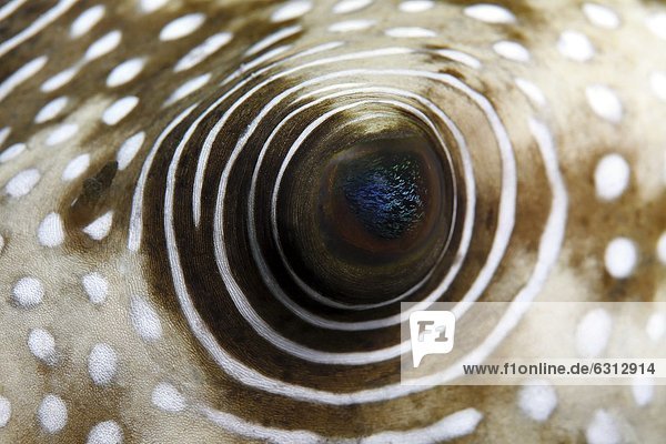 Auge eines Weißflecken-Kugelfischs (Arothron hispidus)  bei Marsa Alam  Ägypten  Rotes Meer  Unterwasseraufnahme Unterwasseraufnahme