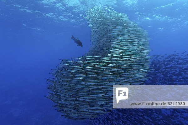 Pelikan-Barrakudas (Sphyraena idiastes) jagen Großaugen-Makrelen (Caranx sexfasciatus)  Malpelo  Kolumbien  Pazifik  Unterwasseraufnahme Unterwasseraufnahme