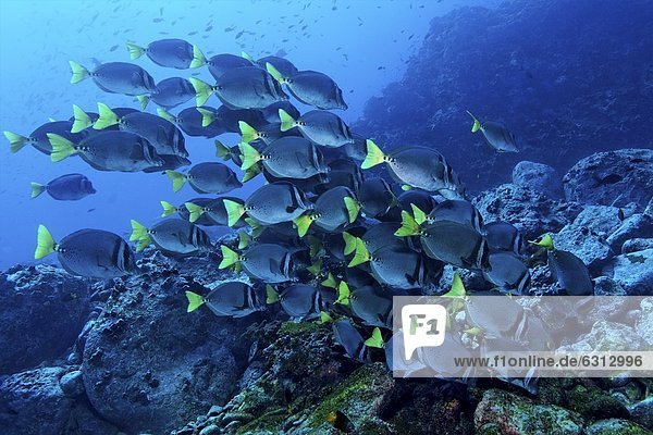 Schwarm von Galapagos-Doktorfischen (Prionurus laticlavius) über felsigem Riff  Malpelo  Kolumbien  Pazifik  Unterwasseraufnahme Fischschwarm Unterwasseraufnahme