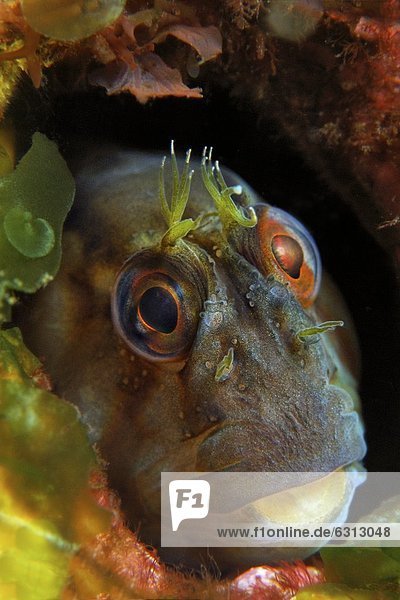 Schleimfisch Parablennius laticlavius  North Island  Neuseeland  Pazifik  Unterwasseraufnahme Unterwasseraufnahme
