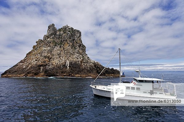 Boot an einer Felsnadel vor Poor Knights Island  North Island  Neuseeland