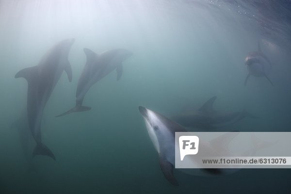 Schwarzdelfine (Lagenorhynchus obscurus)  Kaikoura  South Island  Neuseeland  Pazifik  Unterwasseraufnahme