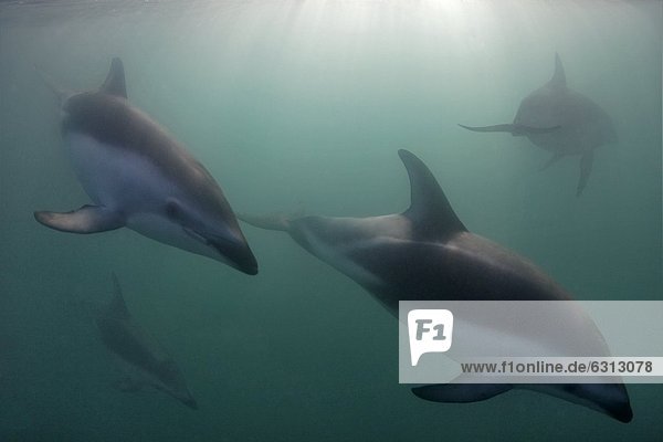 Schwarzdelfine (Lagenorhynchus obscurus)  Kaikoura  South Island  Neuseeland  Pazifik  Unterwasseraufnahme