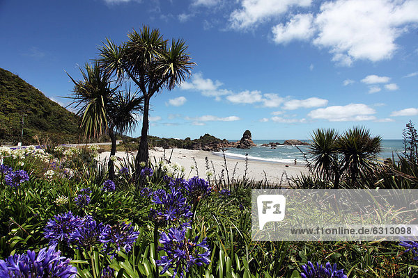 Blumen an Strand und Meer  West Coast  South Island  Neuseeland