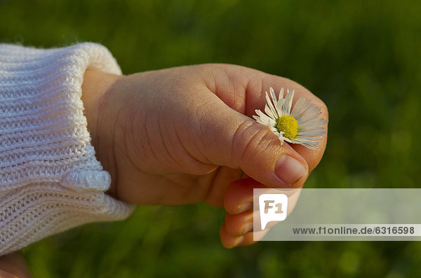 Hand of a five weeks old baby holding a daisy  Germany