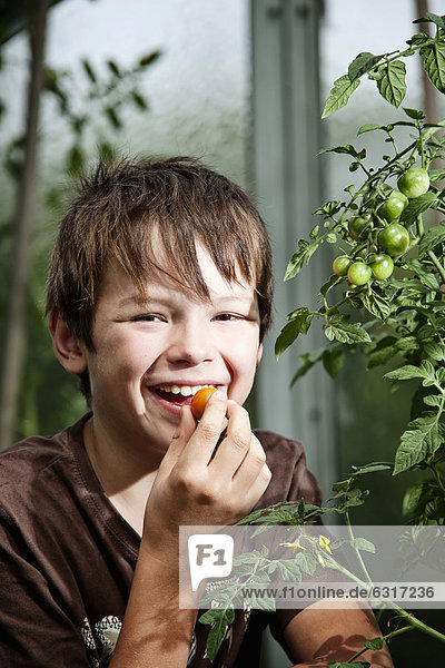 Boy eating a tomato in a greenhouse