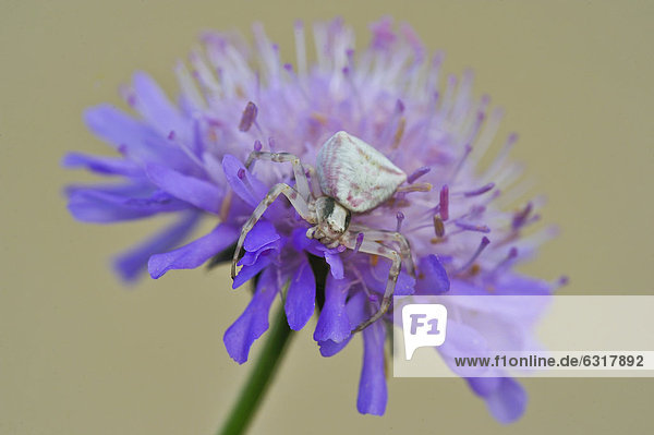 Veränderliche Krabbenspinne (Misumena vatia) auf violetter Blüte  Burgenland  Österreich  Europa
