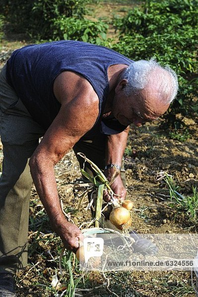 Älterer Mann erntet Zwiebeln im Garten