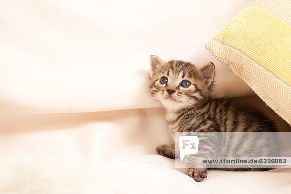 niedlich süß lieb Decke Katze Hauskatze